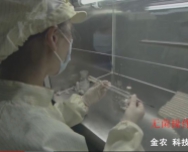 好菌種是怎么制作出來的——食用菌脫毒菌種制作